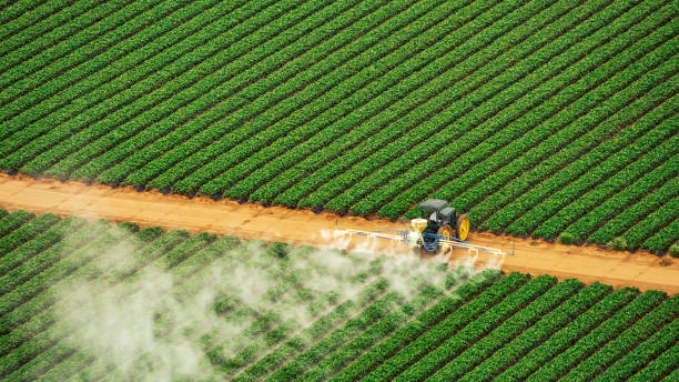 Reliable Batesville, TX Pest Control Solutions