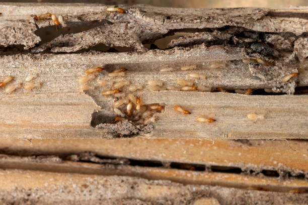 Best Termite Control Services  in Batesville, TX