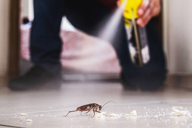 Best Flea Control Services  in Batesville, TX